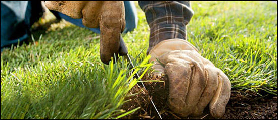 Sod Installation Pic